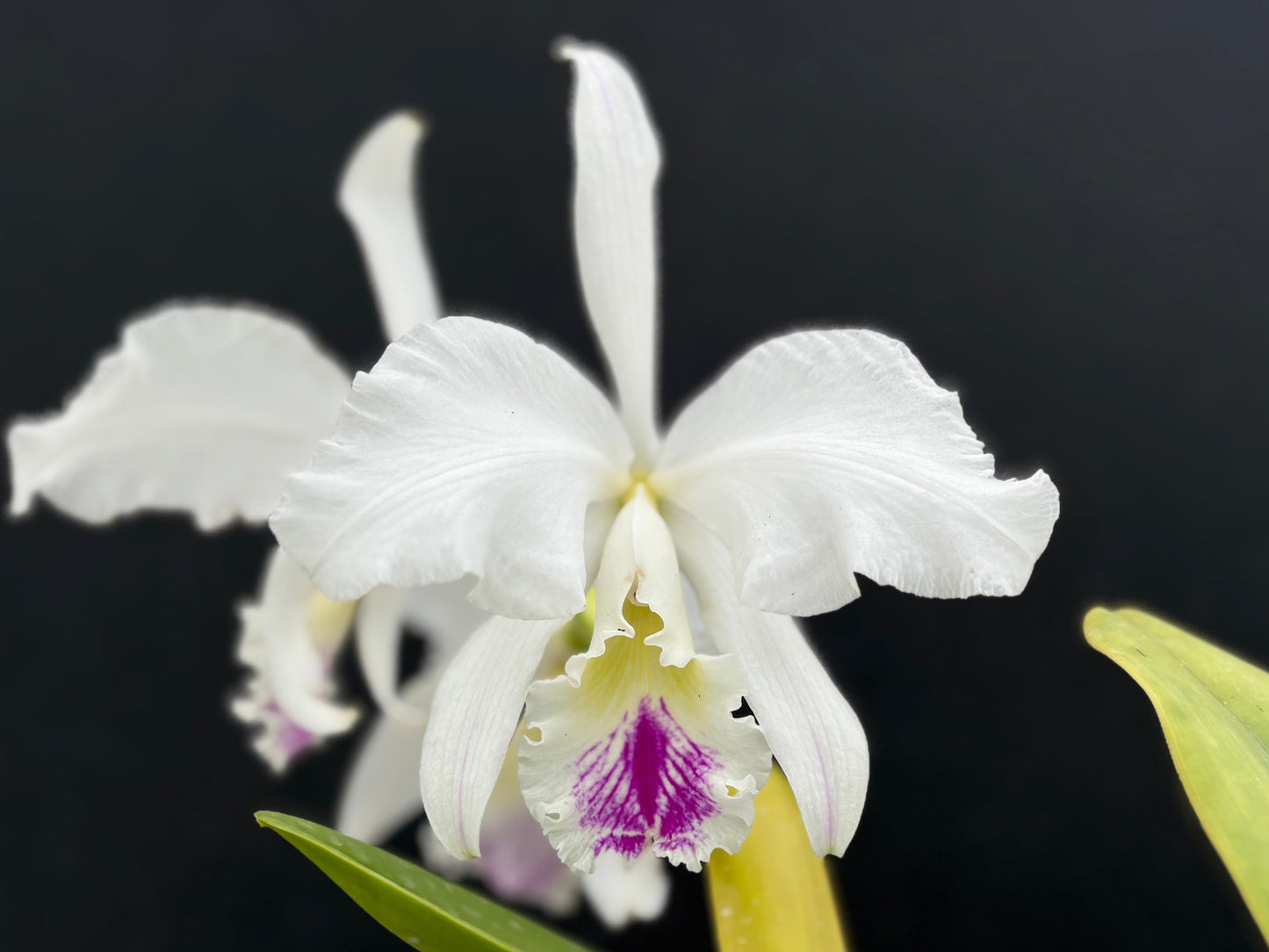 Cattleya warnerii ‘Olompali’s Isaura’ - established blooming size division