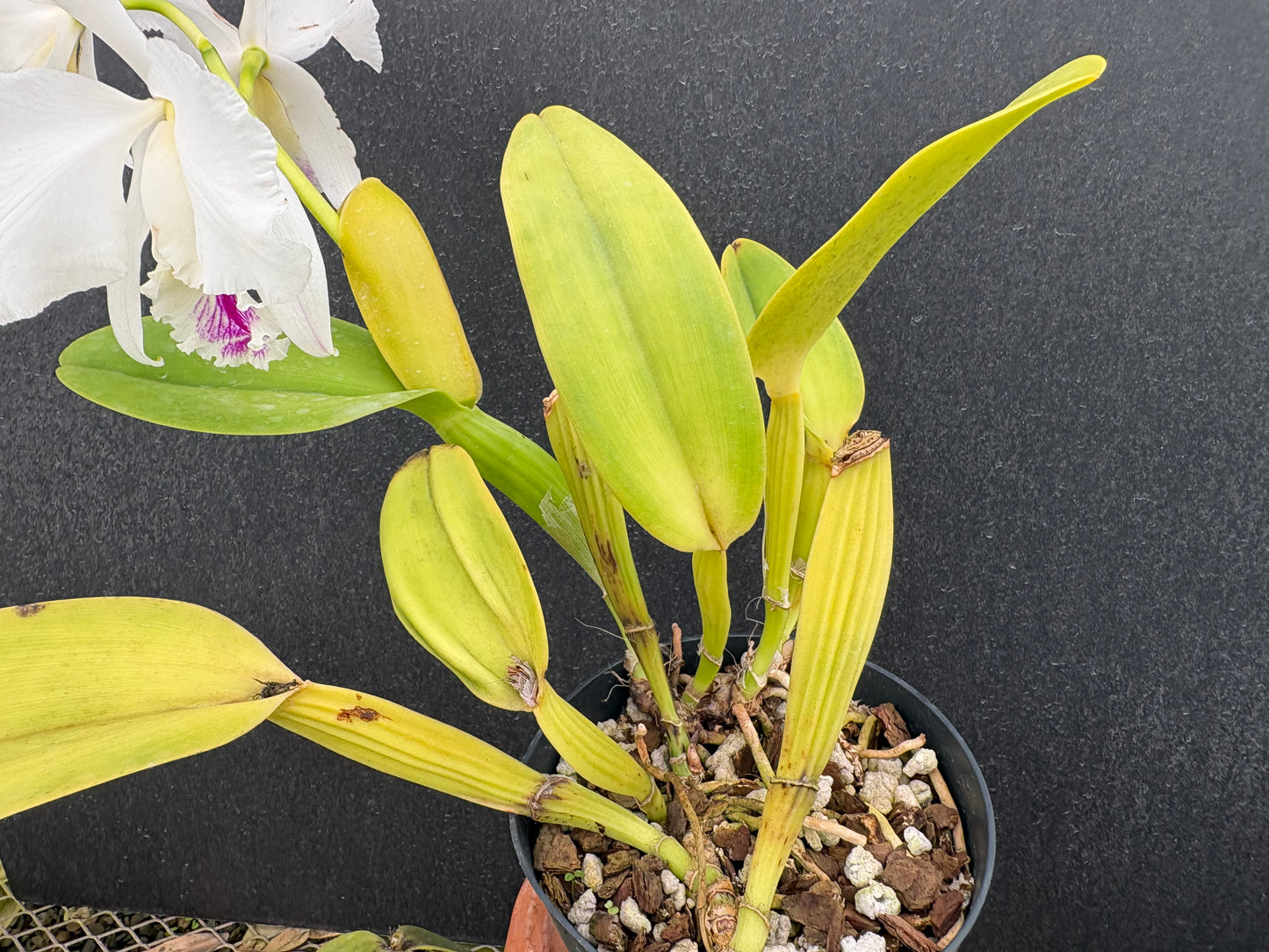 Cattleya warnerii ‘Olompali’s Isaura’ - established blooming size division