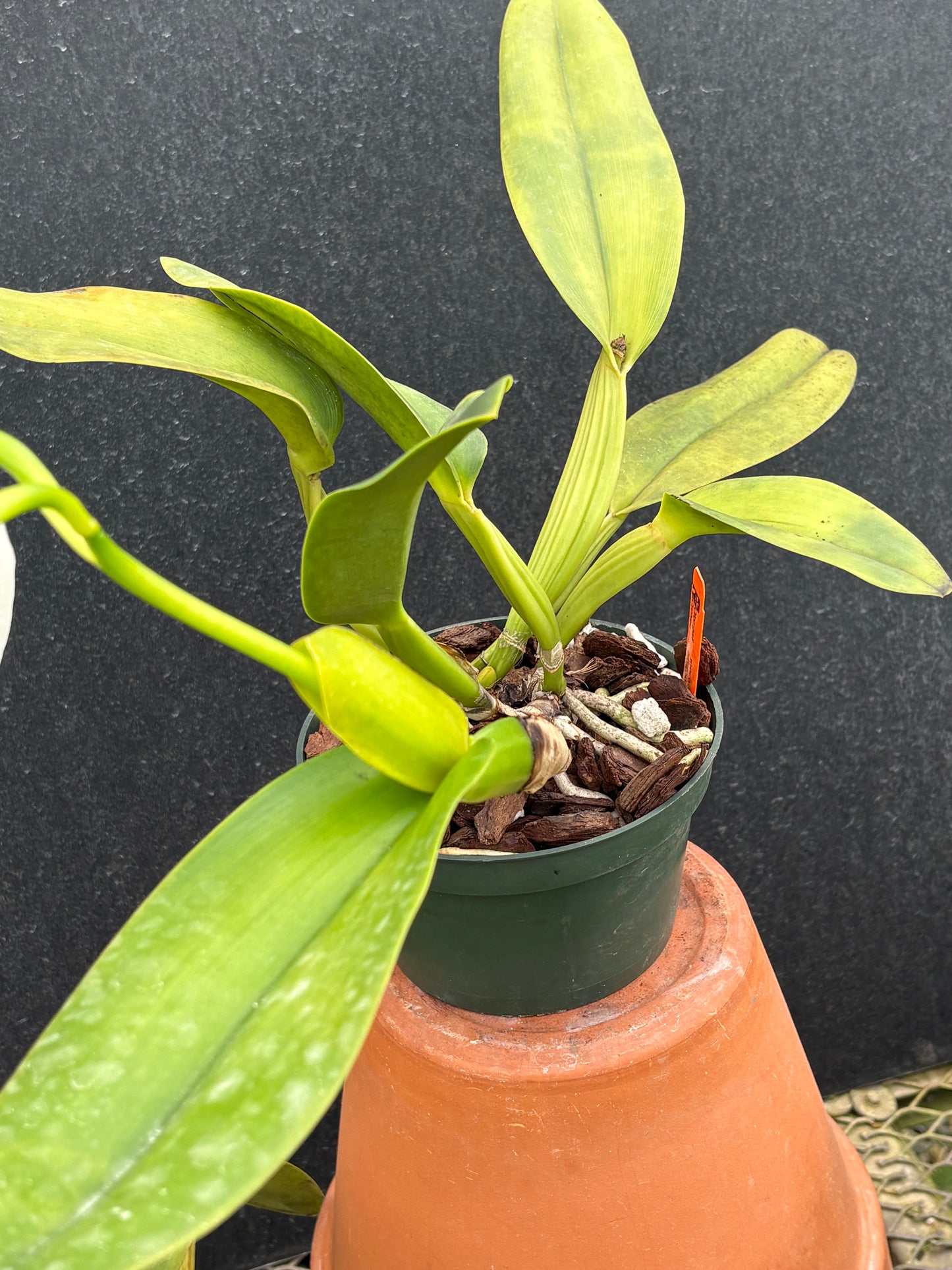 Cattleya warnerii ‘Olompali’s Vessoni’ - adult and established blooming size division
