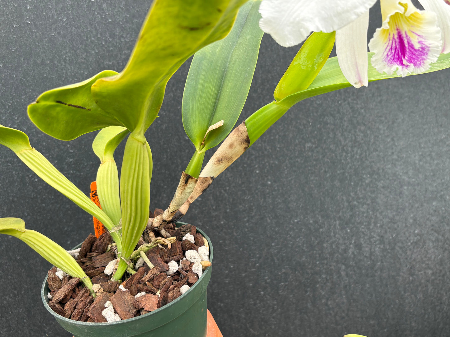 Cattleya warnerii ‘Olompali’s Vessoni’ - adult and established blooming size division