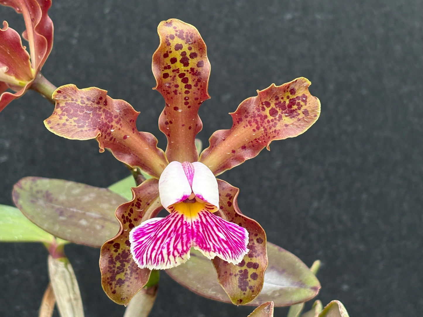 Cattleya schilleriana ‘Olompali’s Jeff’ - established division