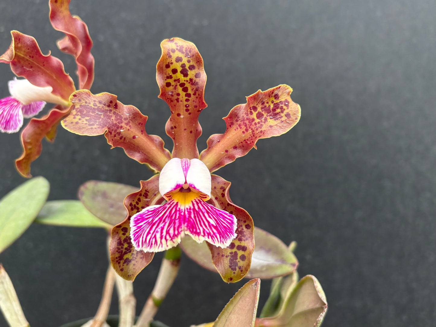 Cattleya schilleriana ‘Olompali’s Jeff’ - established division