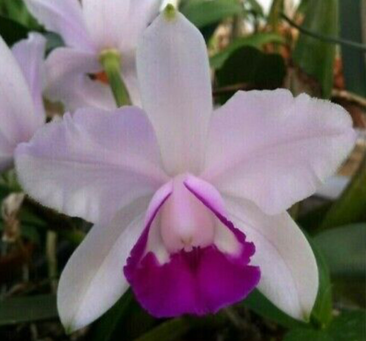 Cattleya intermedia orlata 'West County' x C. intermedia flamea coerulea 'Jimmy'