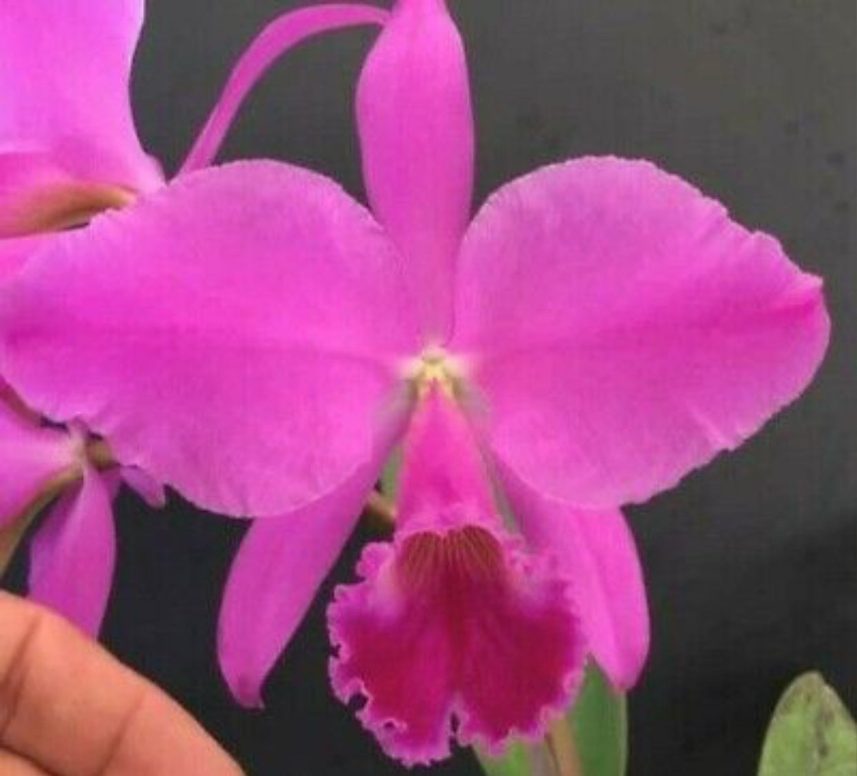 Cattleya labiata rubra 'Itapua' x Cattleya labiata rubra 'Scarlet Fire ...