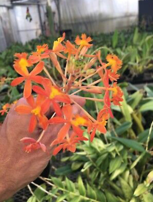 Epidendrum Orange Sherbet ‘Sunkist’ - Variegated