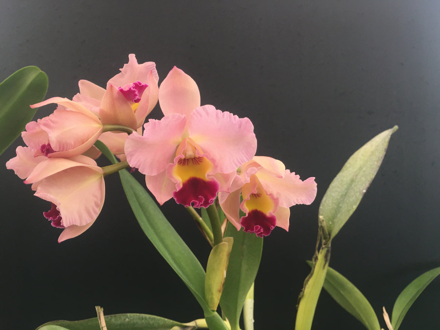 [Blc. Drumbeat x Slc. Circle of Life] x Blc. Subway ‘Orchid Eros - division blooming now.