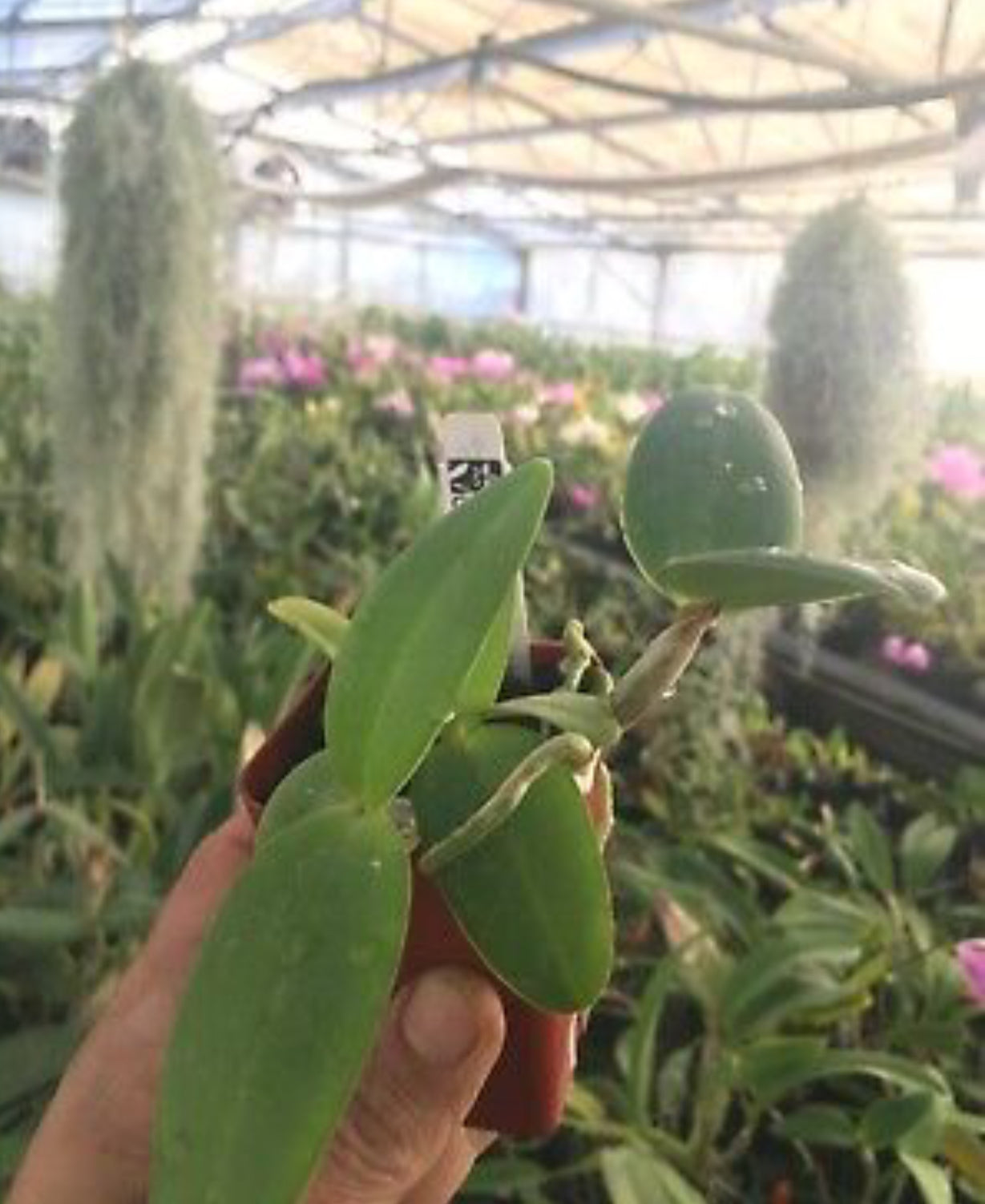 Cattleya intermedia - line breeding