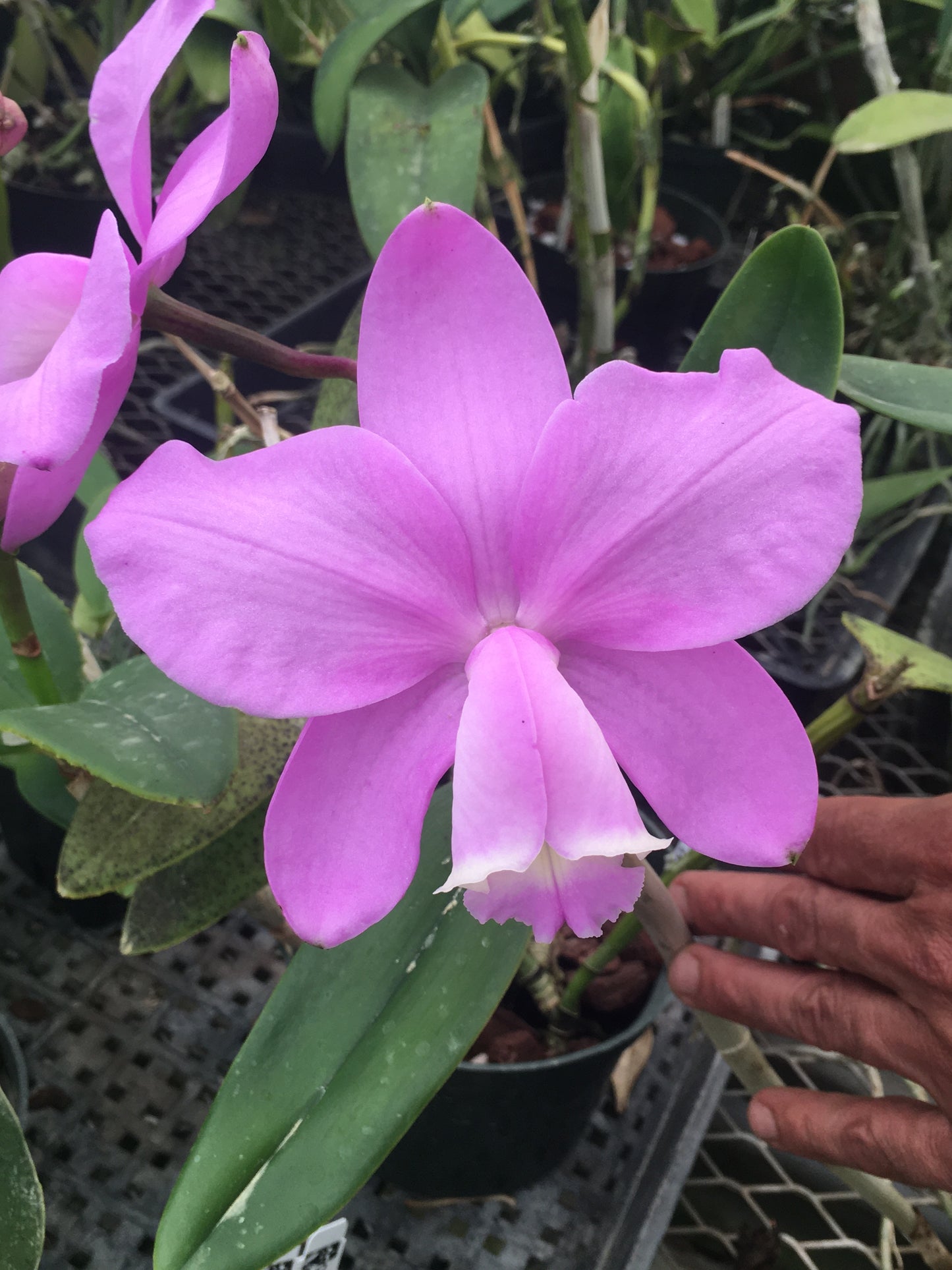 Cattleya loddigesii