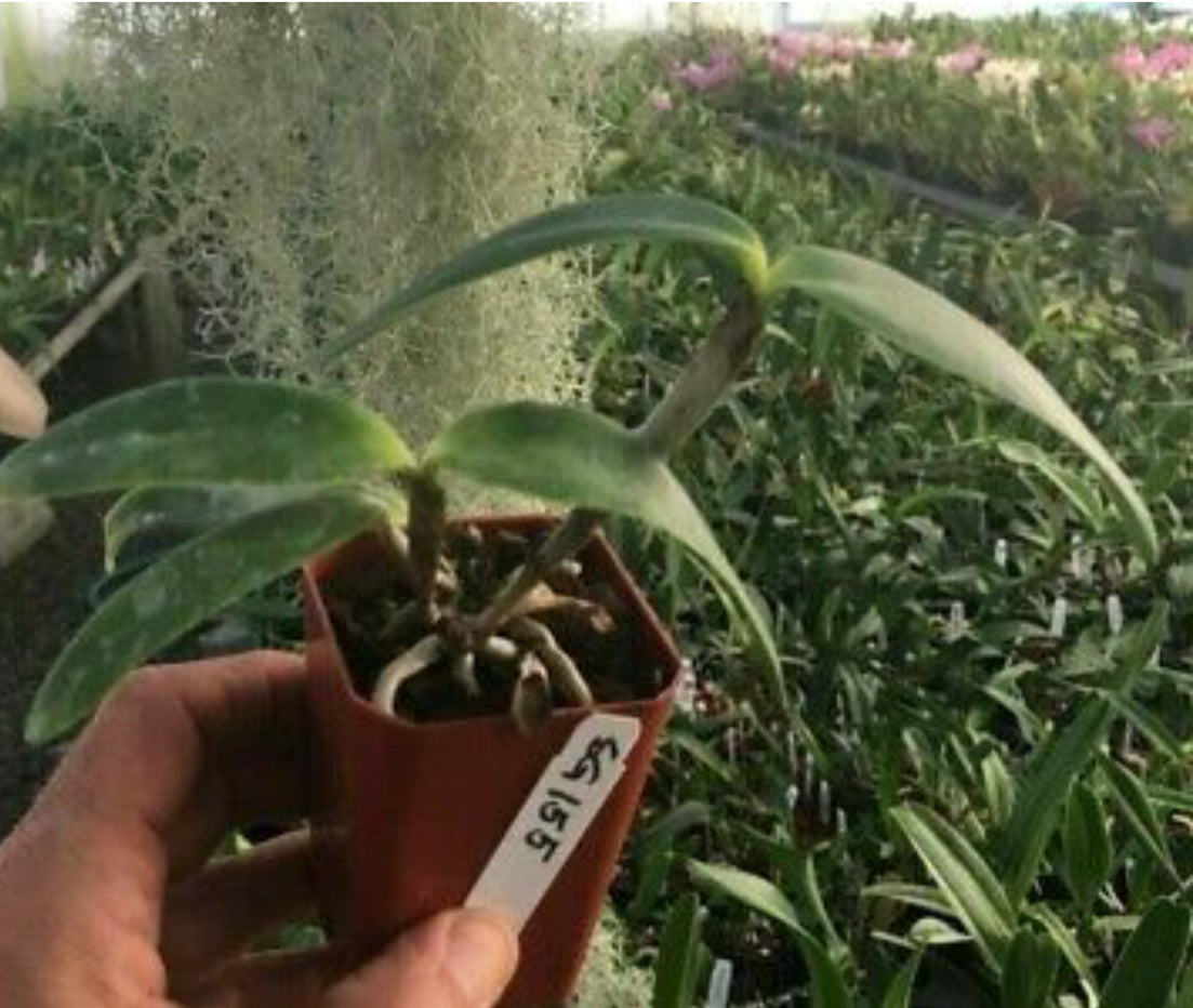 Cattleya loddigesii rubra puntacta 'Alceu Berger' 4N strain