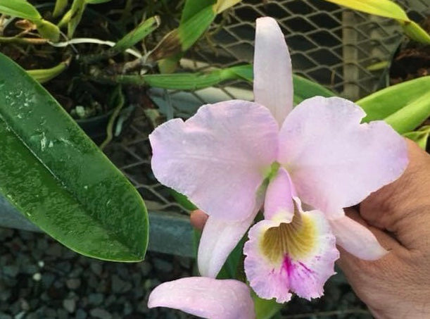 Cattleya labiata rosada roxo-bispo lineato - high quality breeding