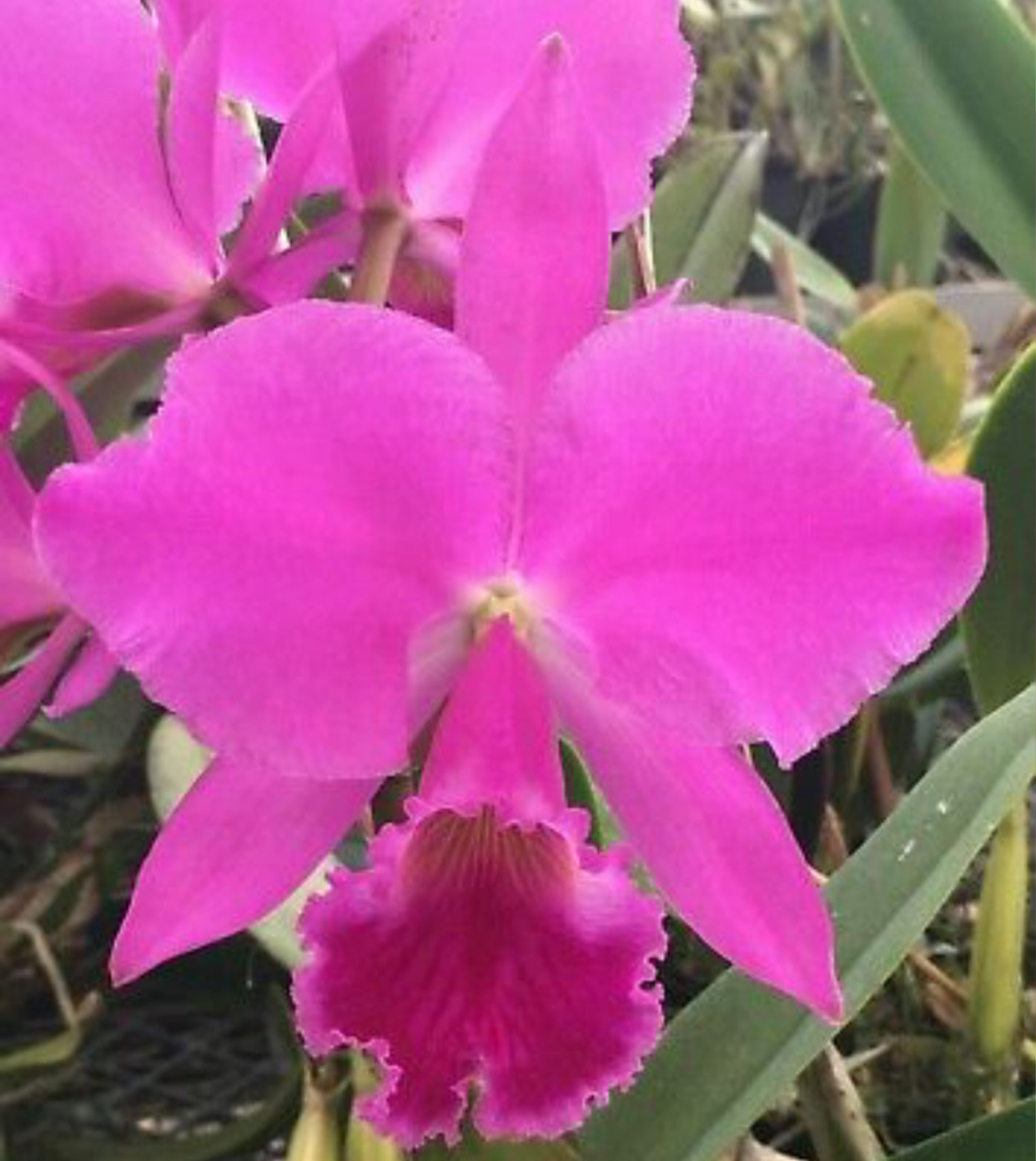 Cattleya labiata rubra 'Itapua' x Cattleya labiata rubra 'Scarlet Fire'