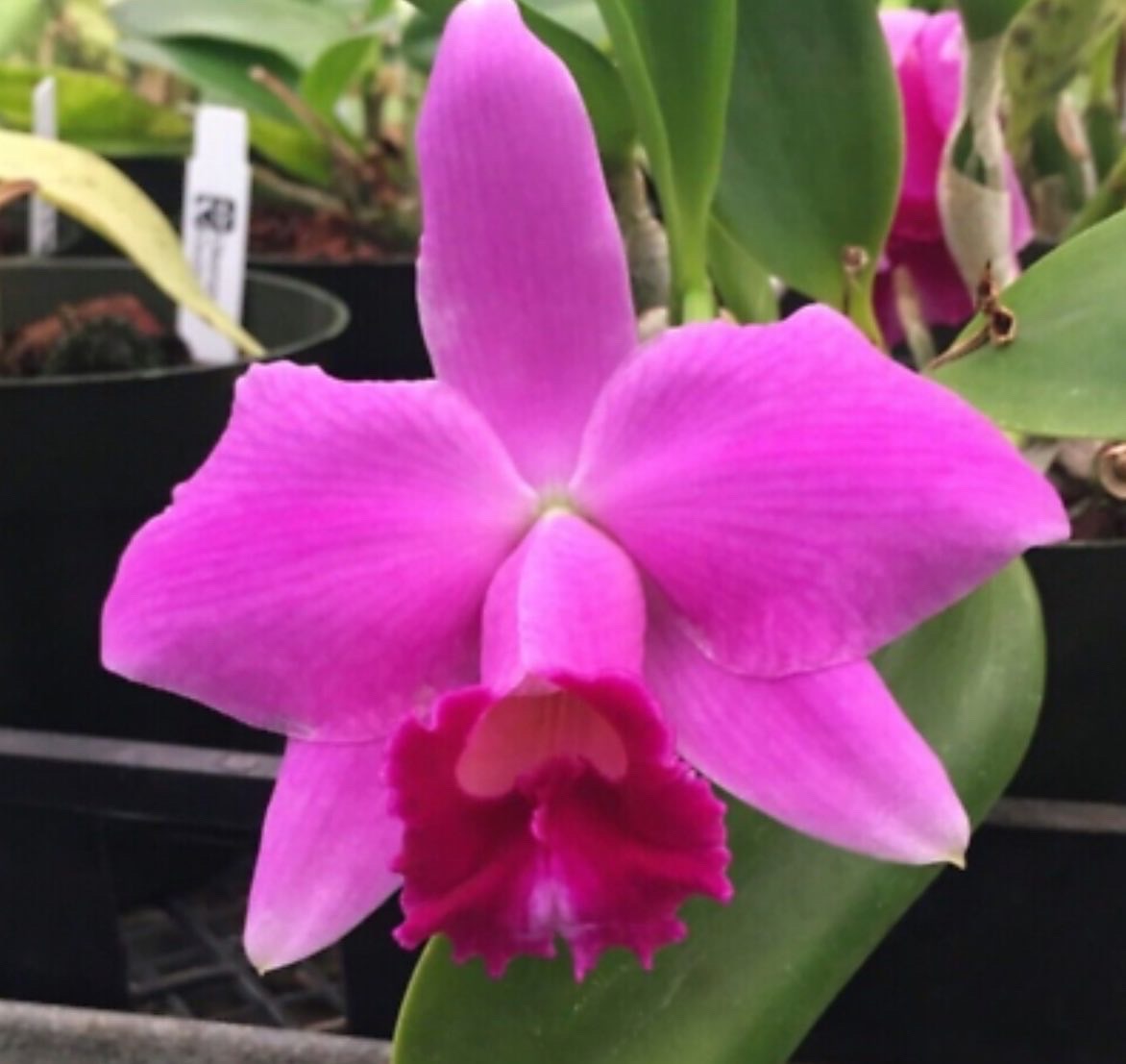 Laelia pumila ‘Nagata’ - Division of original plant