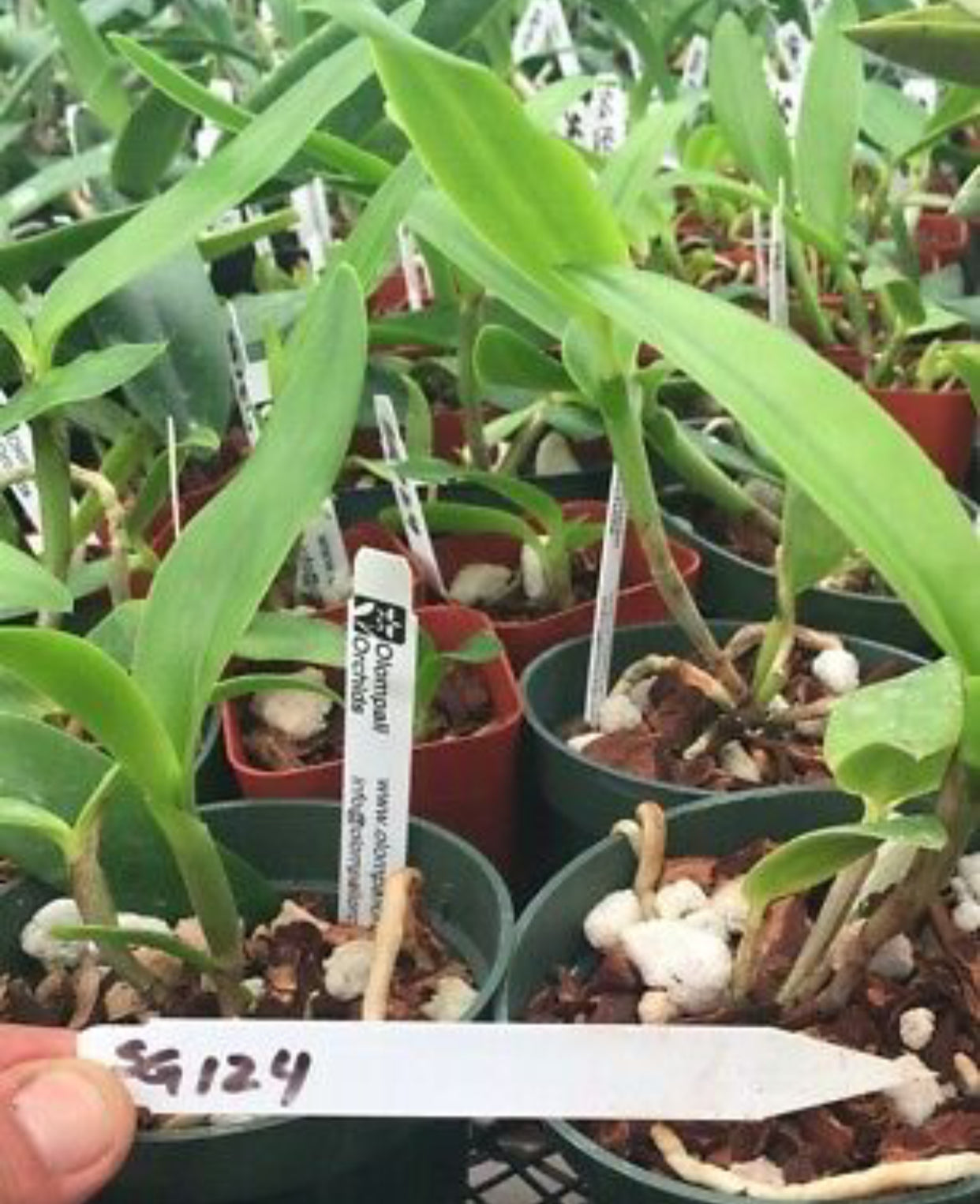 Cattleya bicolor semi-alba marginata 'Ruby Emerald' x Cattleya bicolor coerulea