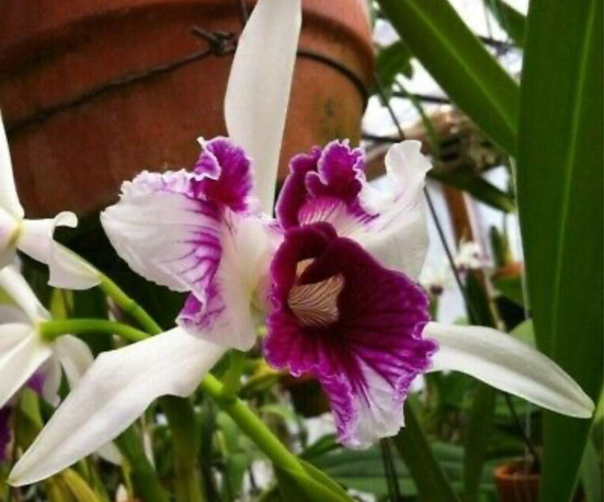 L. purpurata trilabelo 'Sampa' x Laelia purpurata atropurpurea 'FG'