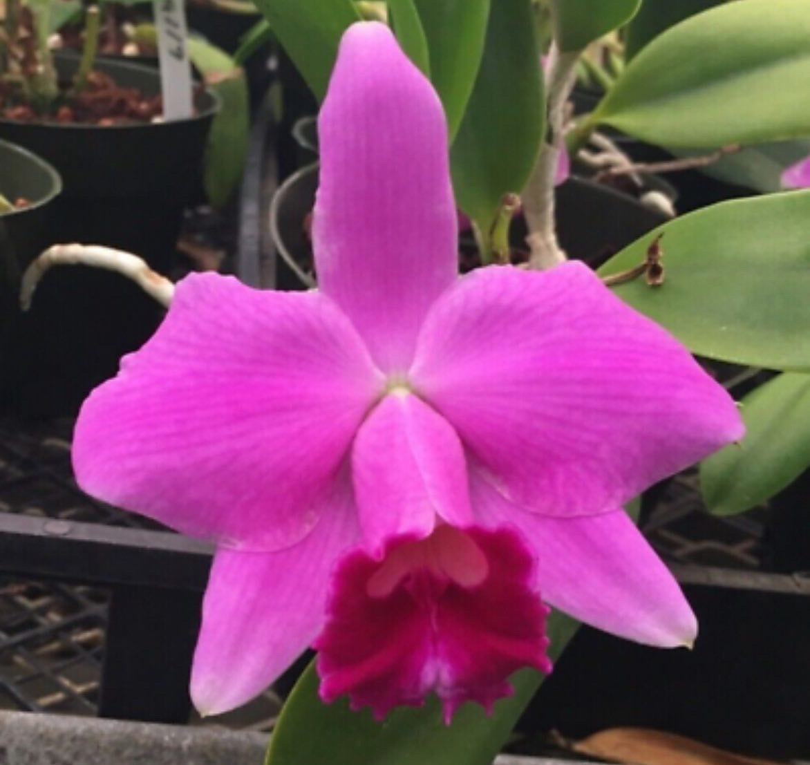 Laelia pumila ‘Nagata’ - Division of original plant