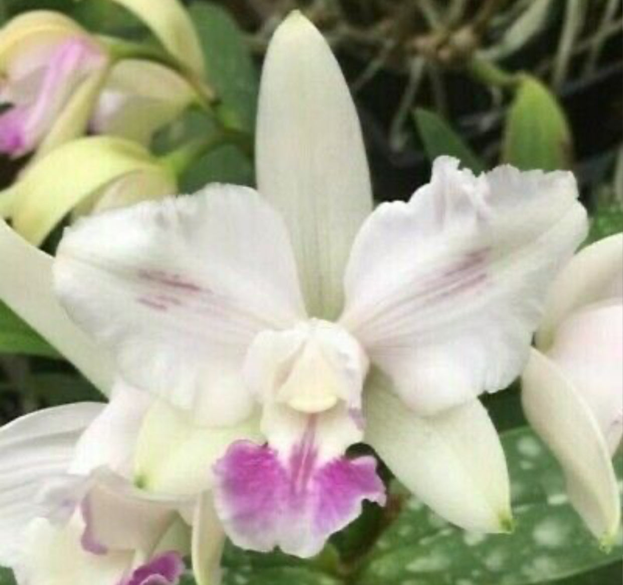 Cattleya intermedia orlata 'West County' x C. intermedia flamea coerulea 'Jimmy'