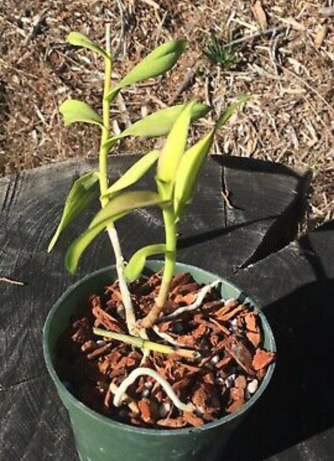 Epidendrum Orange Sherbet ‘Sunkist’ - Variegated