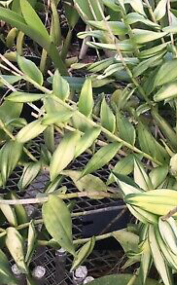 Epidendrum Orange Sherbet ‘Sunkist’ - Variegated